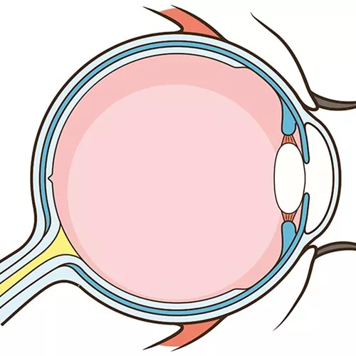 Hoya Vision eye anatomy