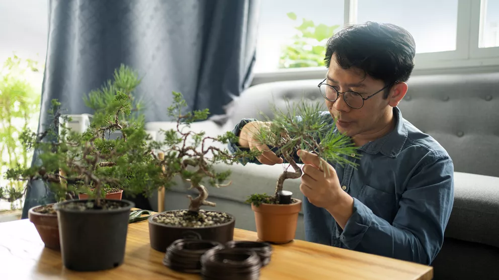 Uomo che indossa lenti professionali mentre taglia un bonsai