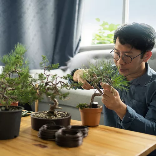Man wearing occupational lenses while cutting a bonsai tree
