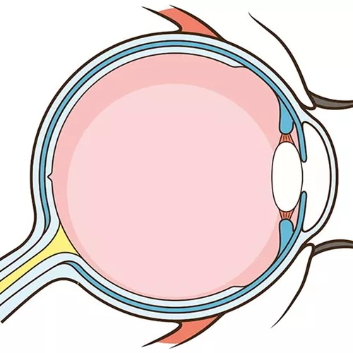 Eye anatomy animation