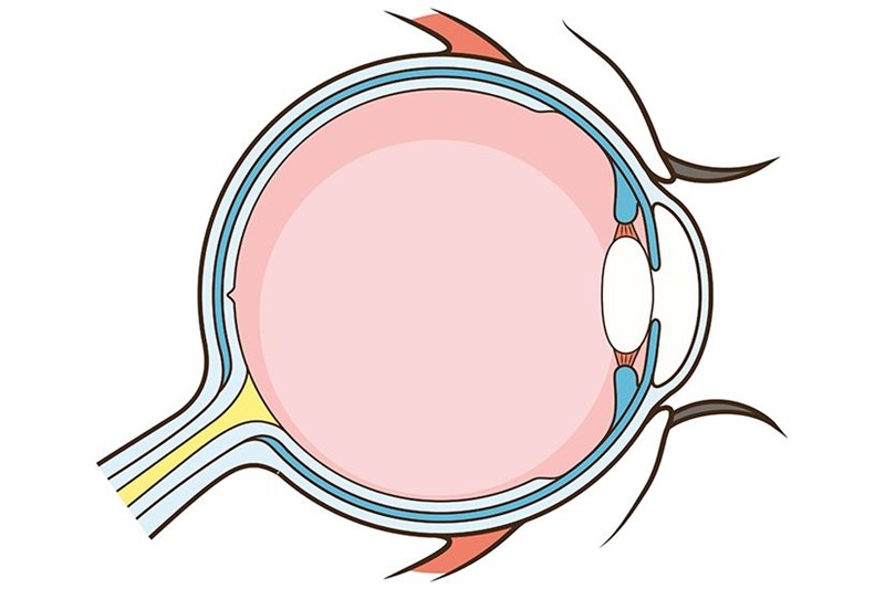 Eye anatomy animation